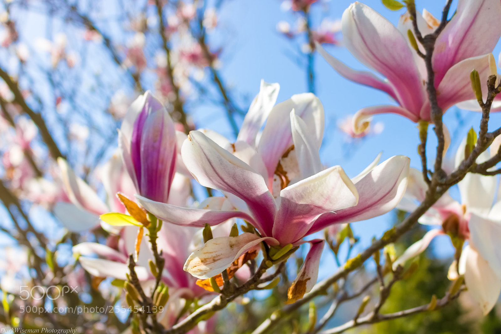 Canon EOS 750D (EOS Rebel T6i / EOS Kiss X8i) sample photo. Wild spring photography