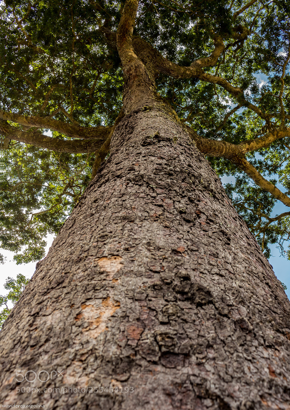 Canon EOS 700D (EOS Rebel T5i / EOS Kiss X7i) sample photo. The tree trunk photography