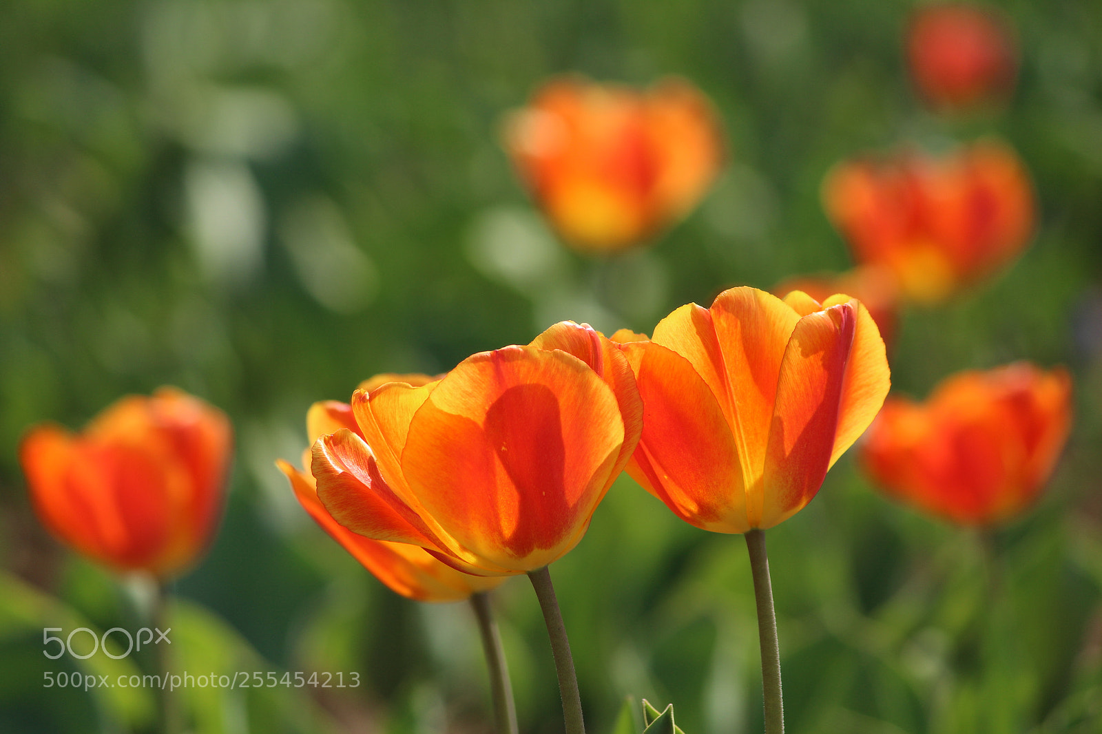 Canon EF-S 55-250mm F4-5.6 IS II sample photo. Spring color blend photography