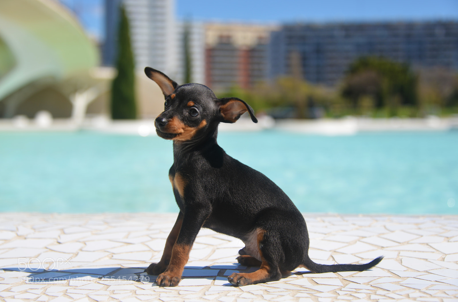 Nikon D800 sample photo. Prague ratter puppy photography