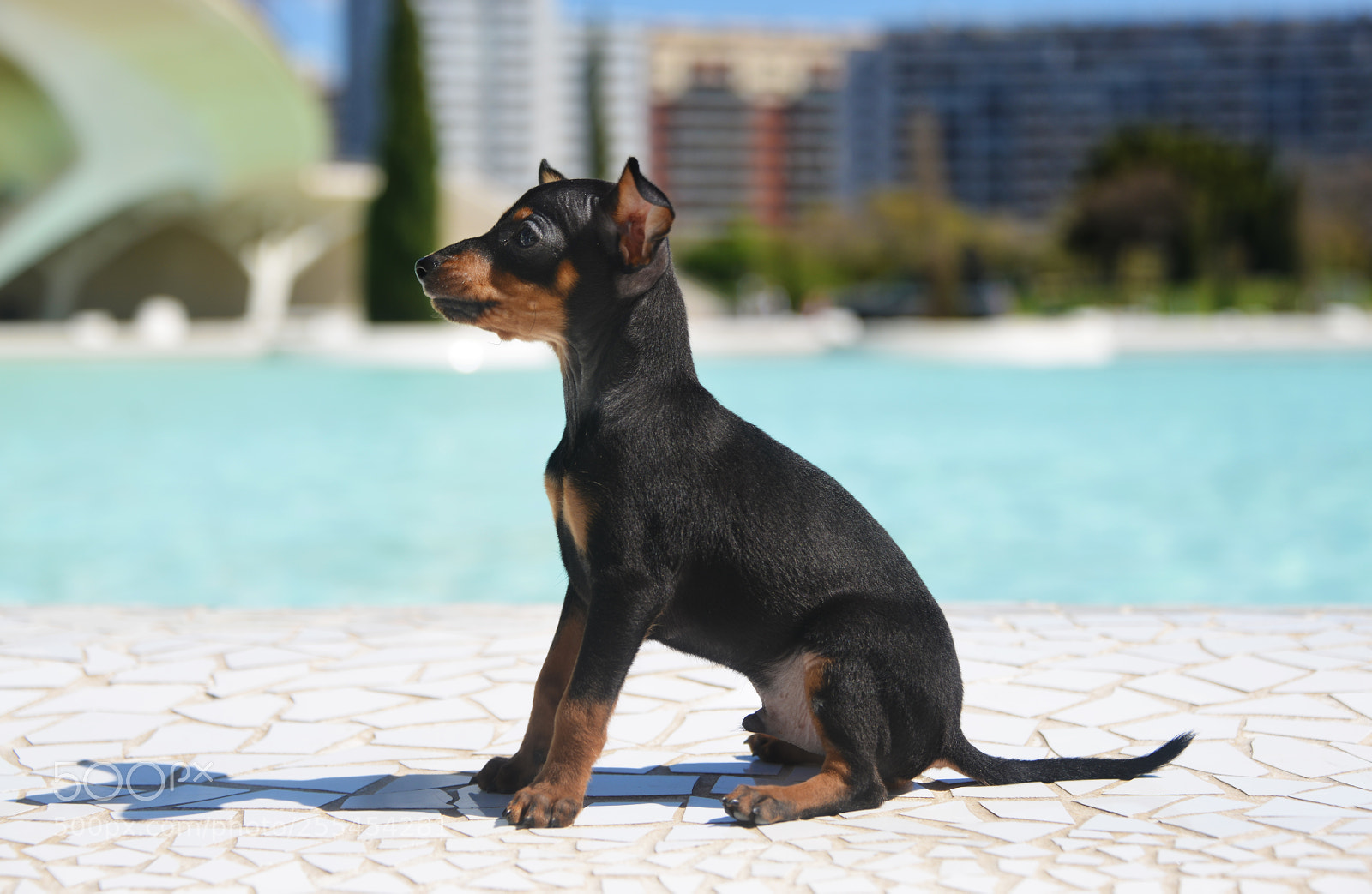 Nikon D800 sample photo. Prague ratter puppy photography