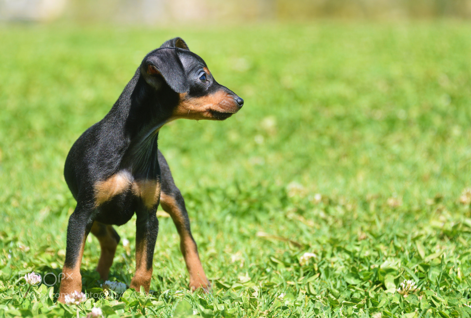 Nikon D800 sample photo. Prague ratter puppy photography