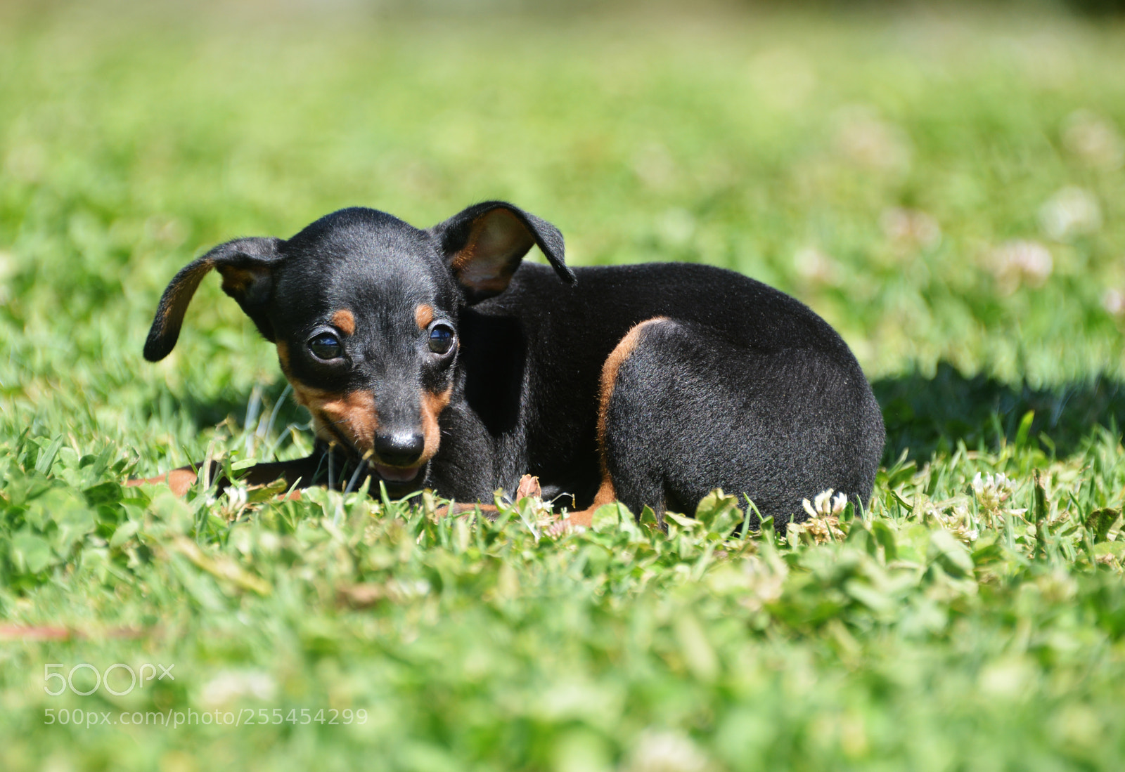 Nikon D800 sample photo. Prague ratter puppy photography