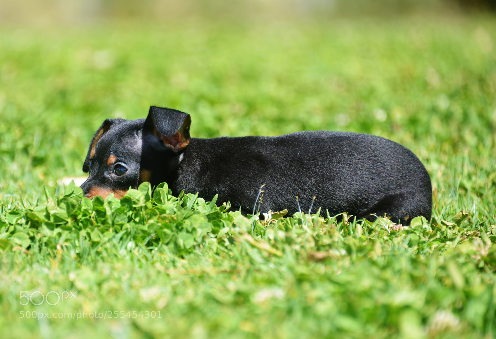Nikon D800 sample photo. Prague ratter puppy photography