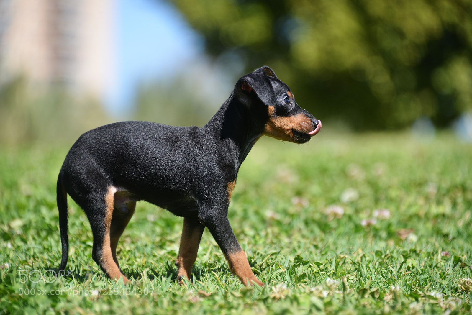 Nikon D800 sample photo. Prague ratter puppy photography