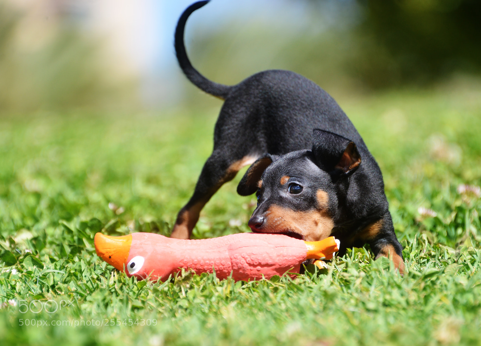 Nikon D800 sample photo. Prague ratter puppy photography