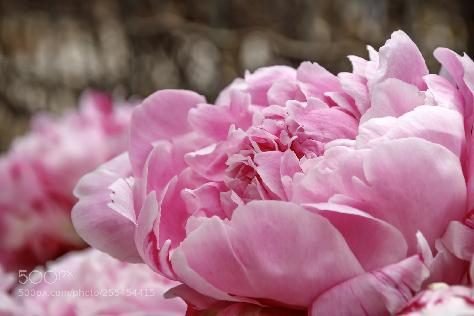 Canon EOS 80D sample photo. Bloomed bud of a photography
