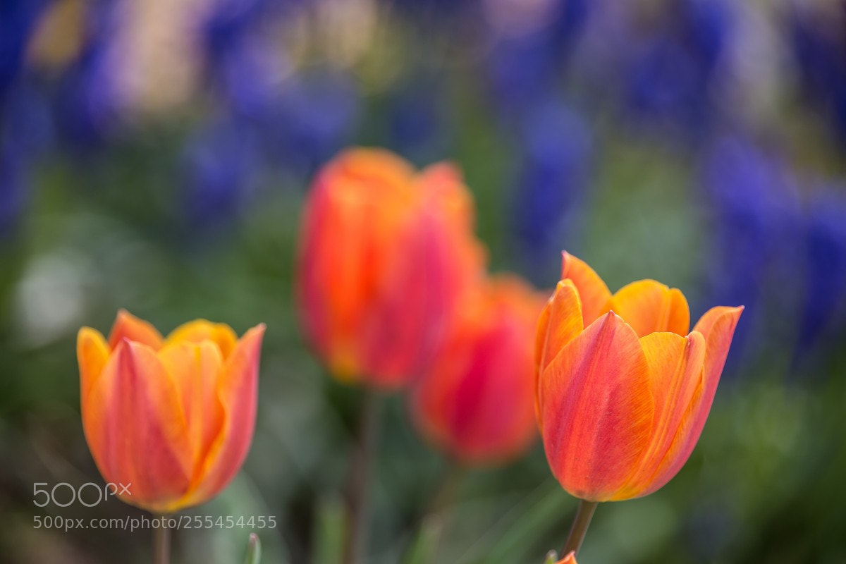 Canon EOS 6D sample photo. Spring flowers - orange photography