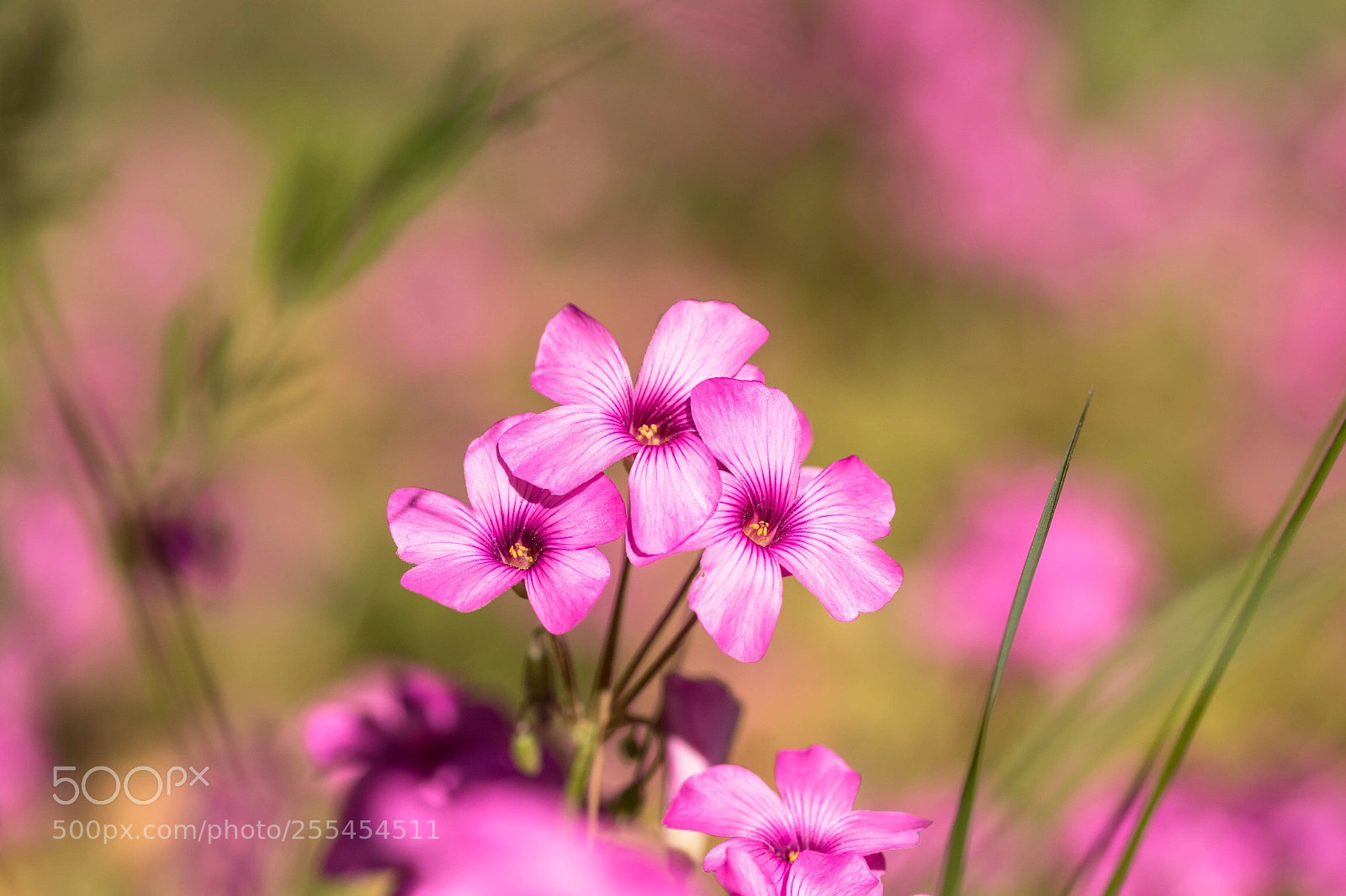 Canon EOS 80D sample photo. Petite fleur des champs ! photography