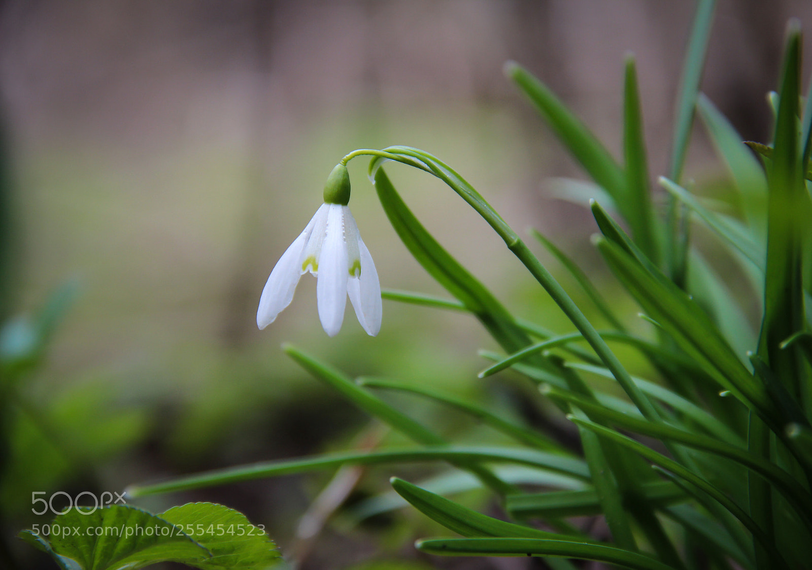 Canon EOS 600D (Rebel EOS T3i / EOS Kiss X5) sample photo. Last snowdrop photography