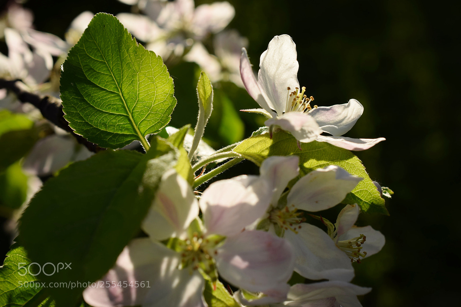 Nikon D3300 sample photo. Blooming photography