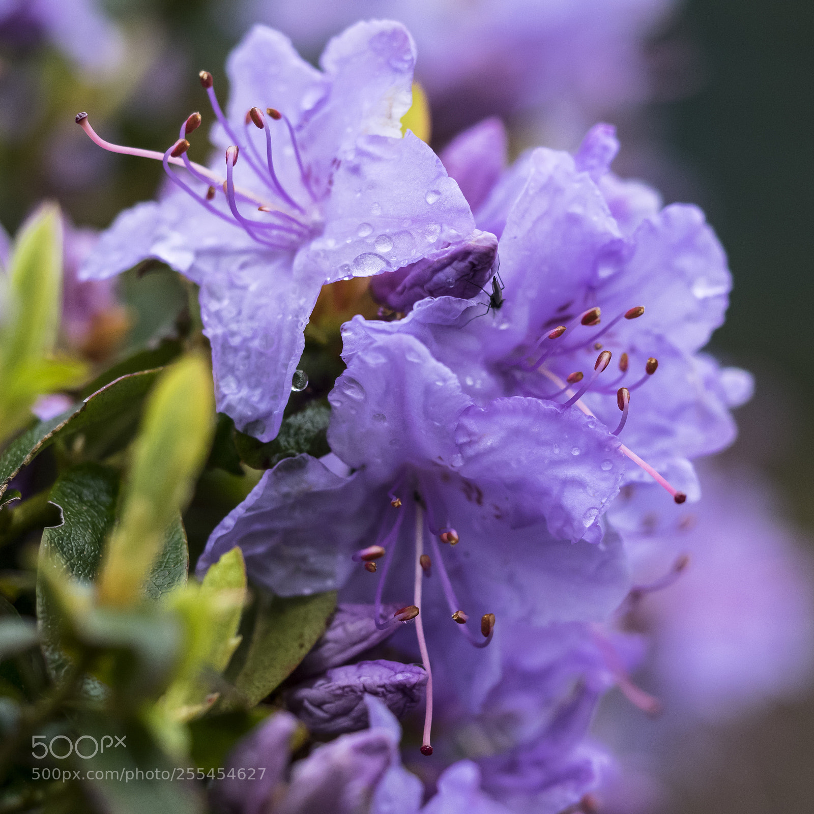 Olympus OM-D E-M1 sample photo. Azalia stamens photography