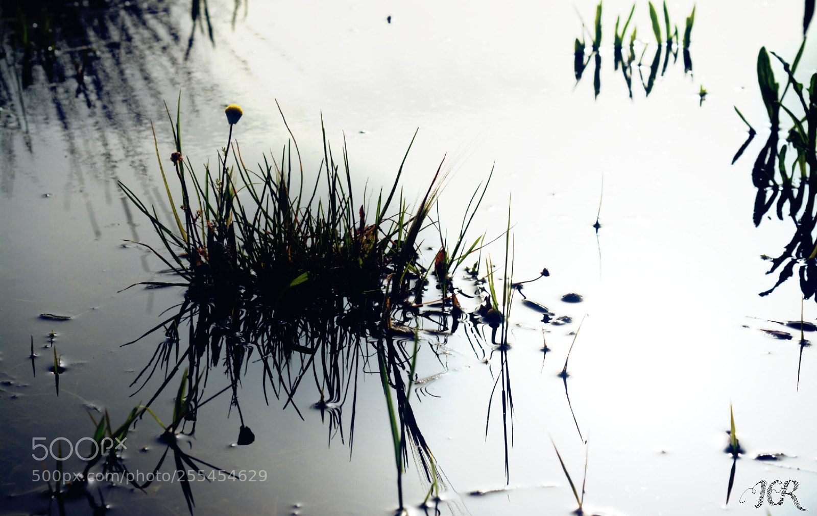 Nikon D5200 sample photo. Creciendo en el agua photography