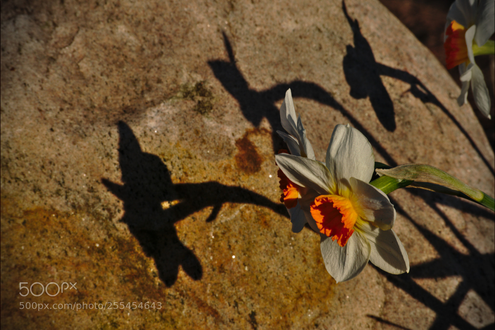 Nikon D3300 sample photo. 2018-04-26_4077.jpg photography