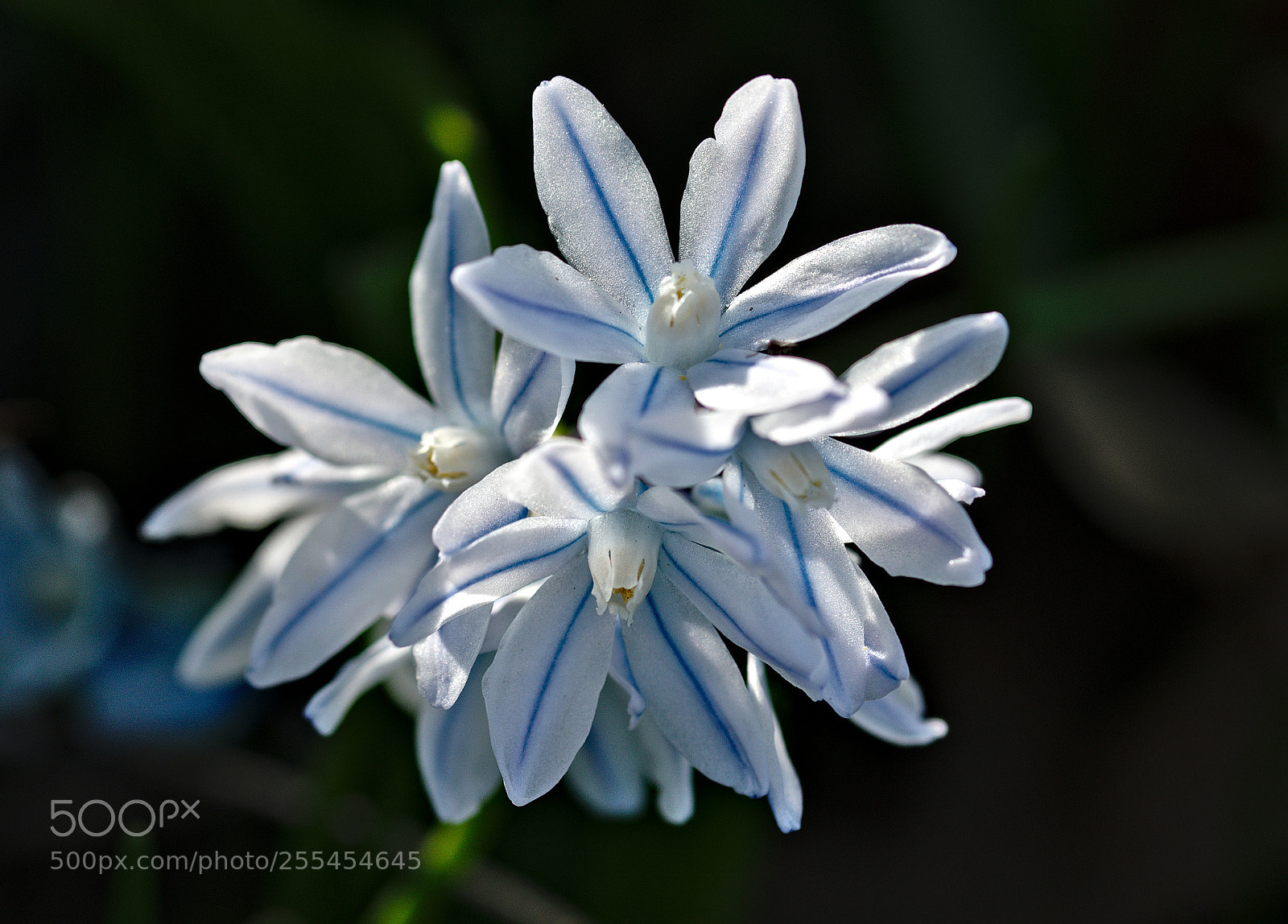 Nikon D3300 sample photo. 2018-04-26_3954.jpg photography
