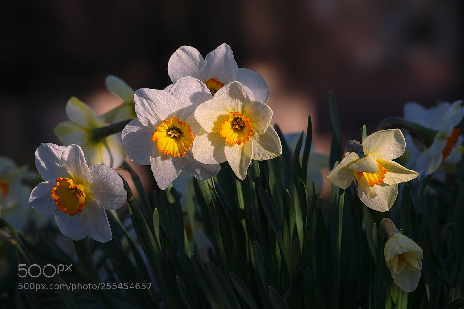 Nikon D3300 sample photo. 2018-04-26_4090.jpg photography