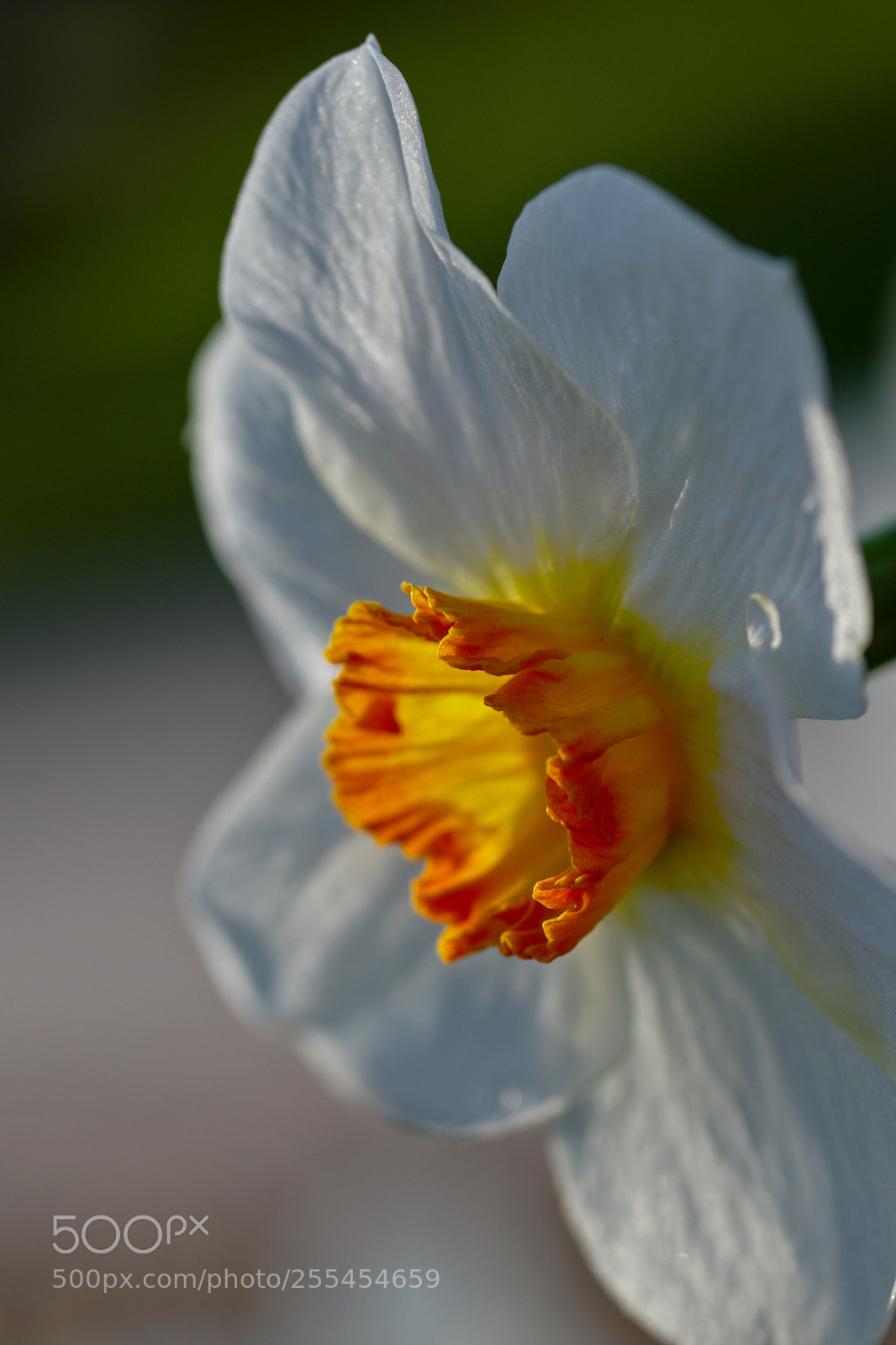 Nikon D3300 sample photo. 2018-04-26_4011_01.jpg photography