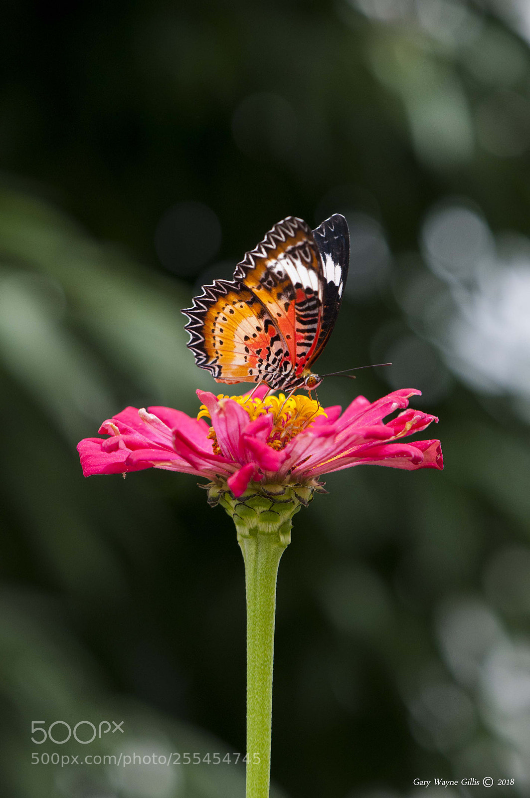 Nikon D300 sample photo. A bit of color photography