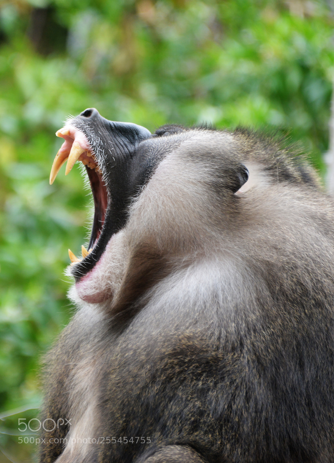 Nikon D800 sample photo. Drill mandrillus leucophaeus photography