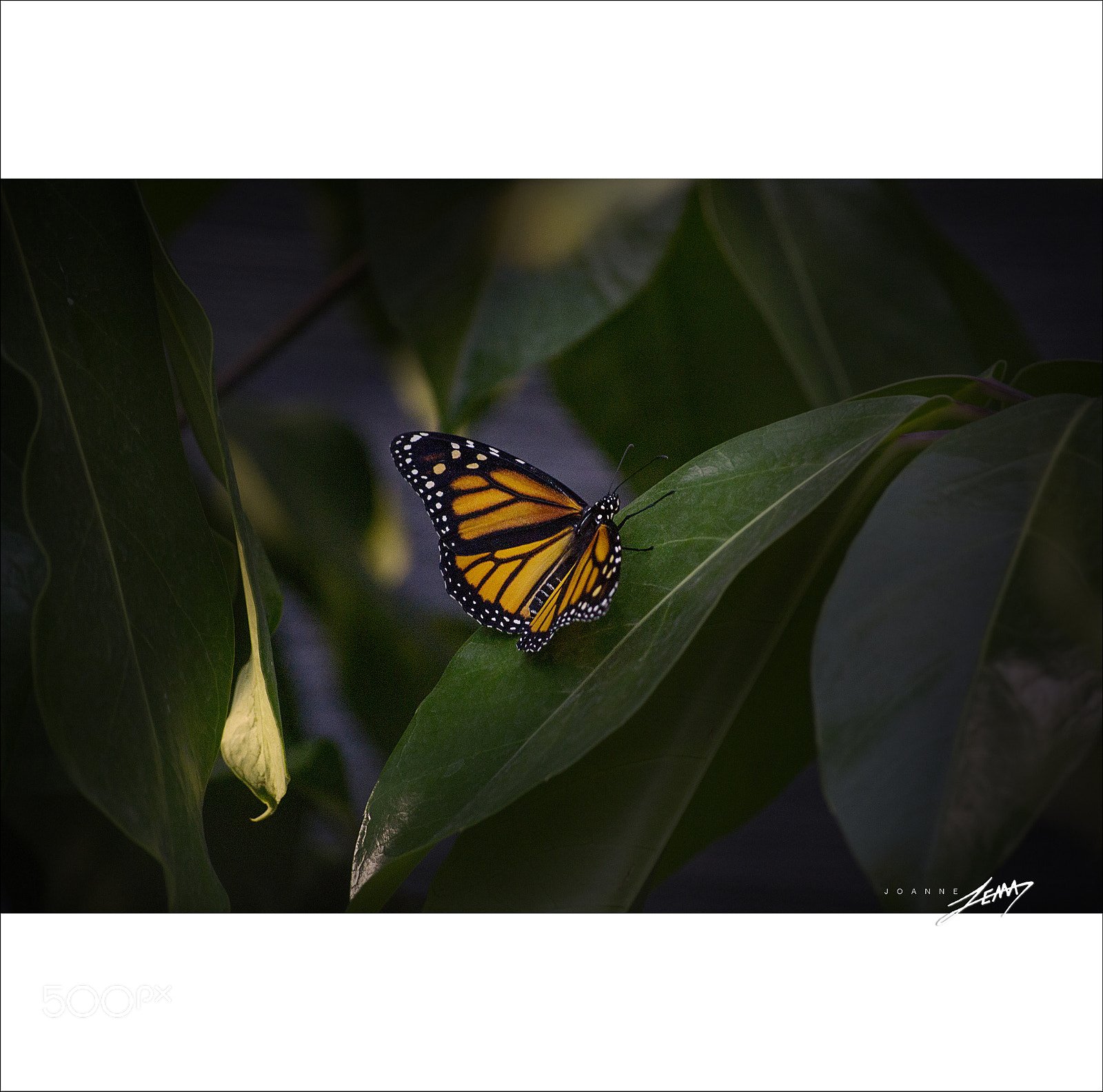 Nikon D3100 sample photo. Le monarque photography