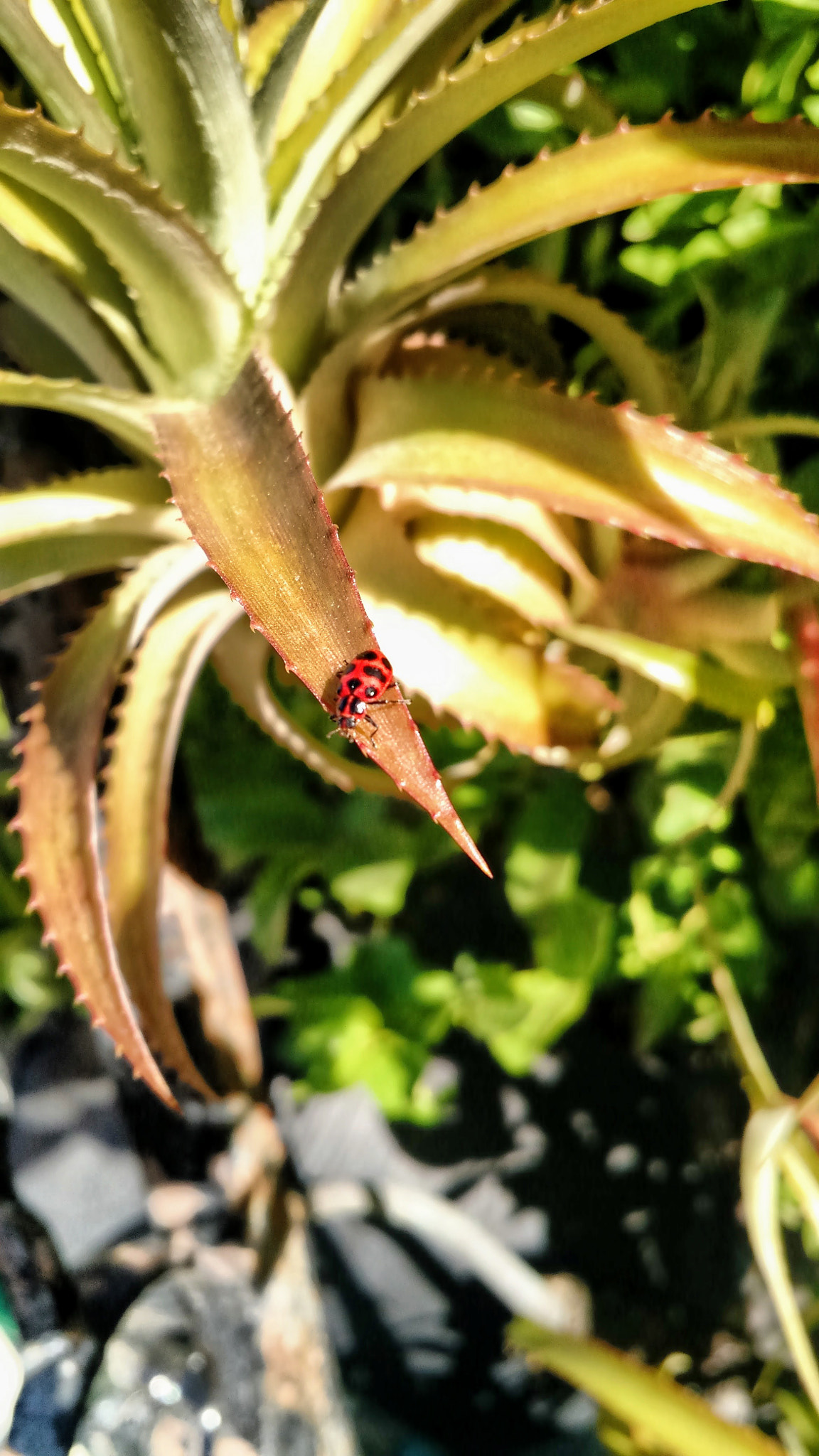 Motorola Moto X (2nd Gen) sample photo. Ladybug photography