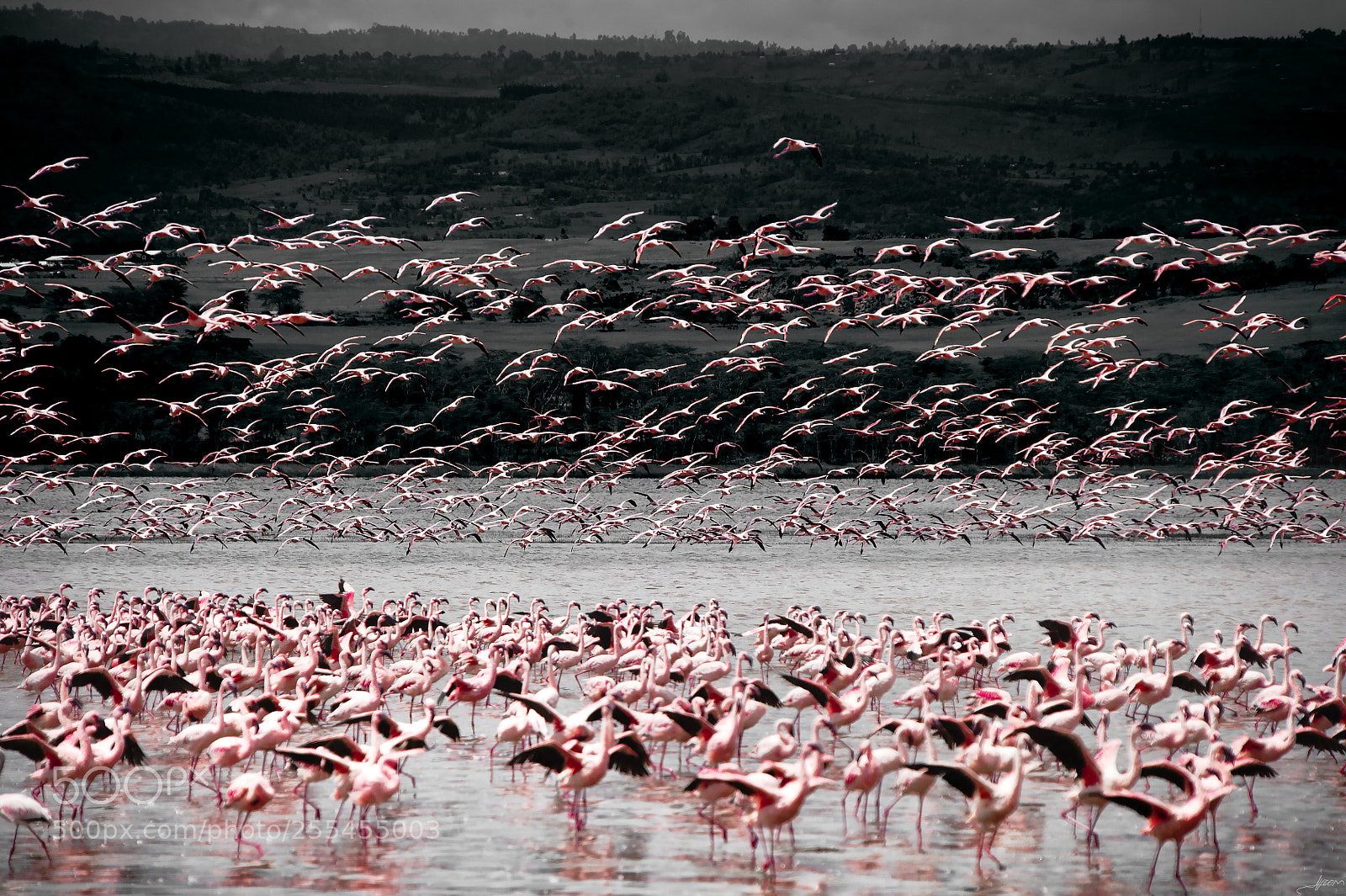 Nikon D3S sample photo. Flamingos photography