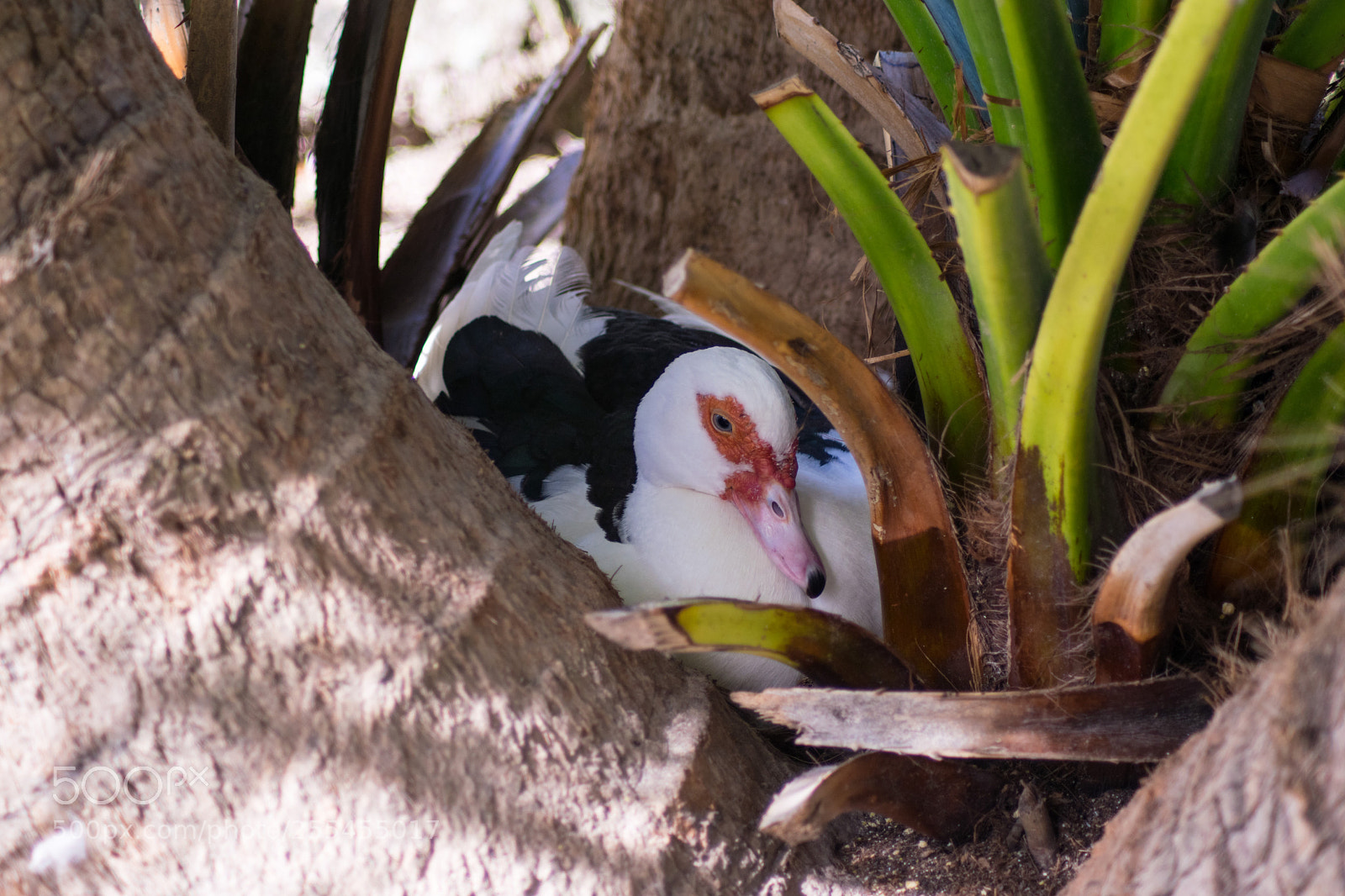 Nikon D3300 sample photo. Awoken duck photography
