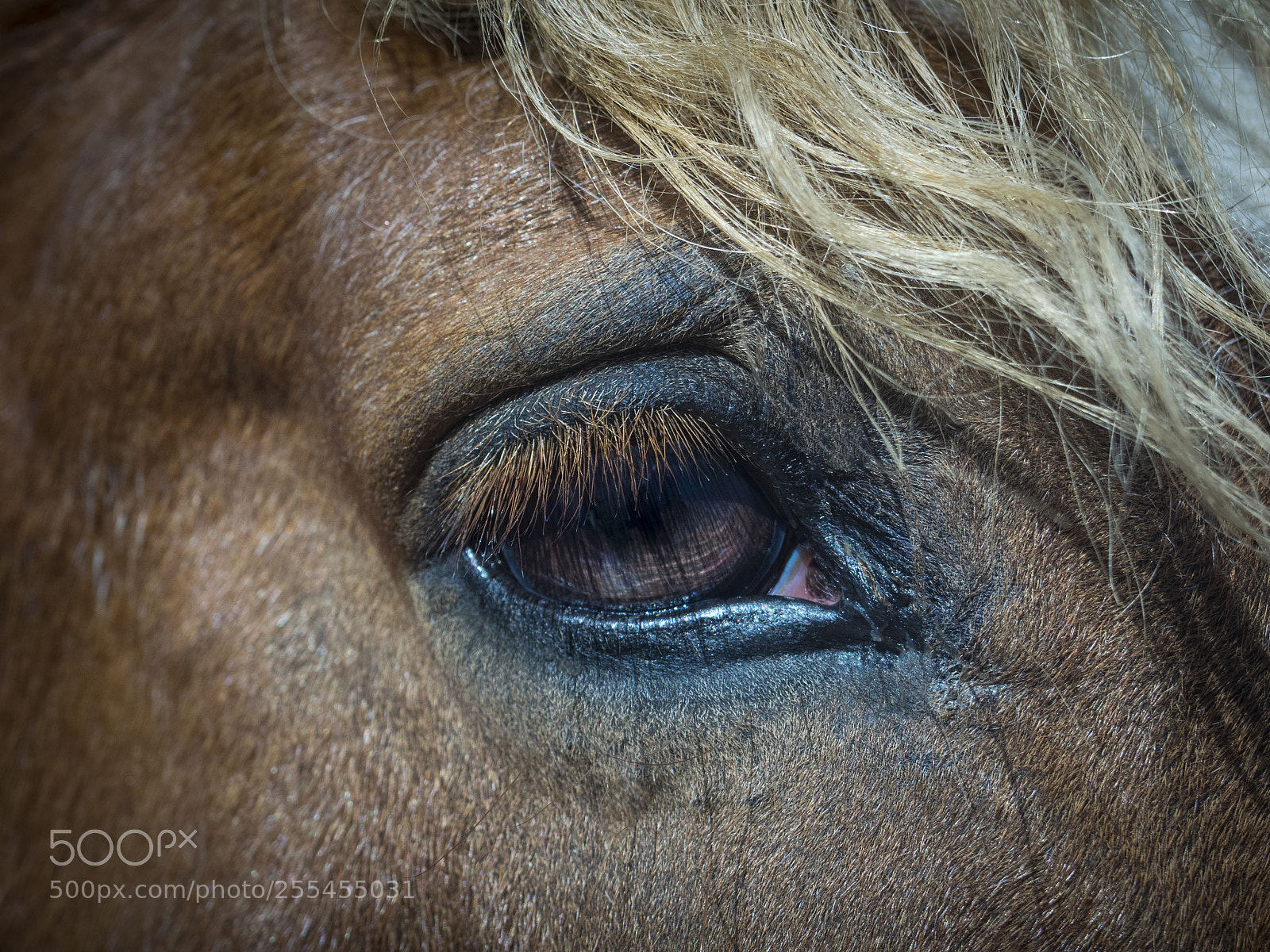 Olympus OM-D E-M1 sample photo. Eye of a horse photography