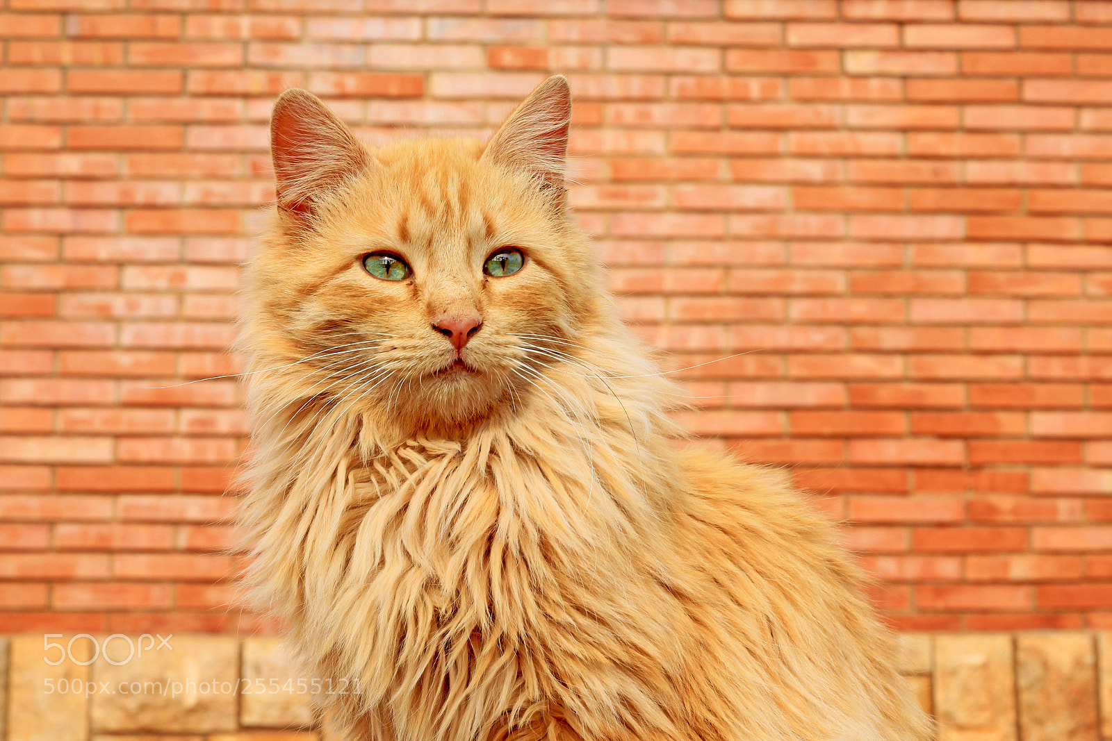 Canon EOS 60D sample photo. Cat photography