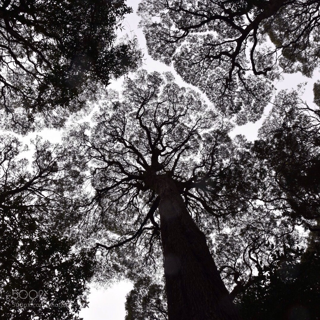 Nikon D7200 sample photo. Forest canopy photography