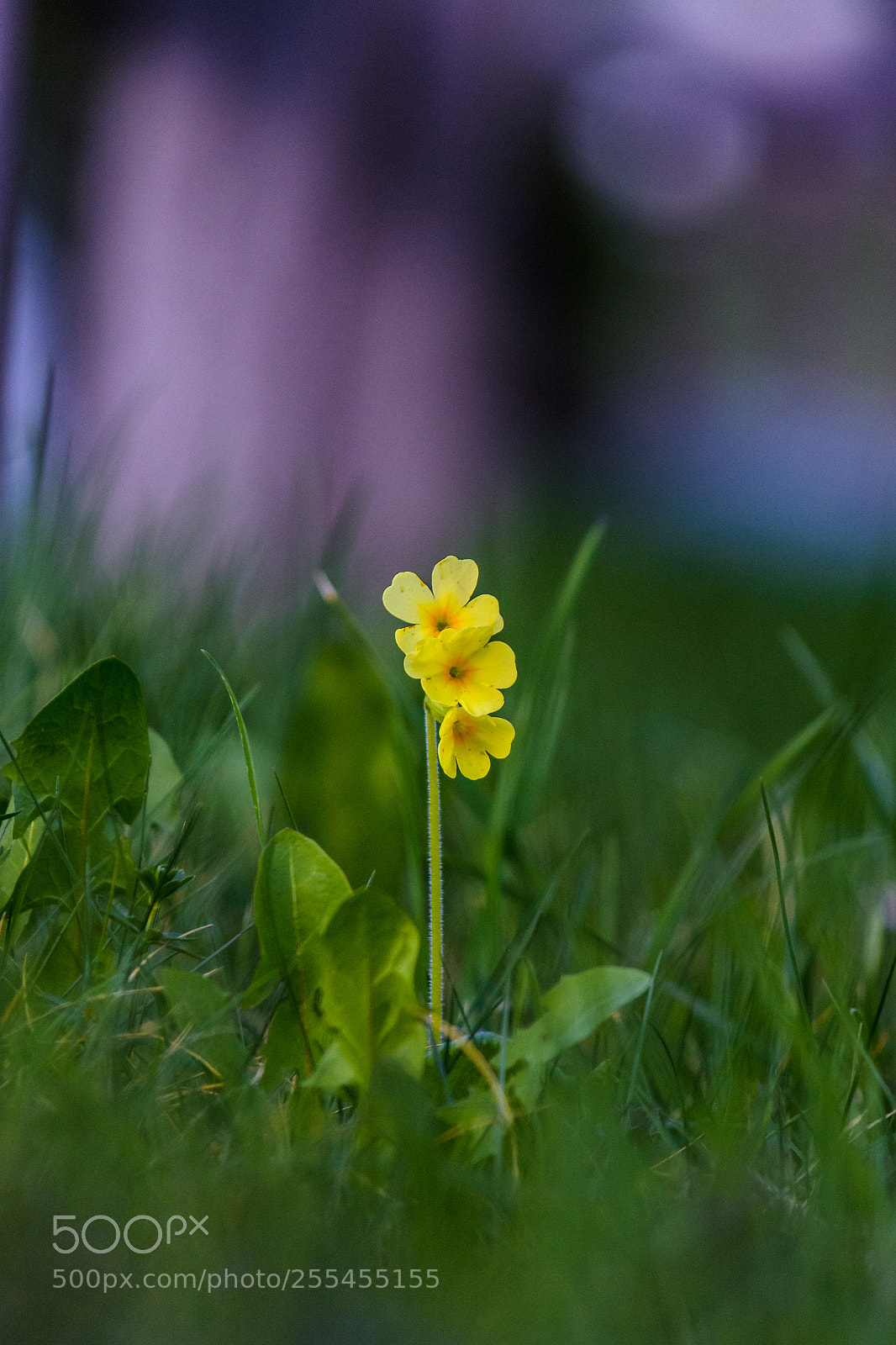 Nikon D5200 sample photo. Grandma´s garden photography