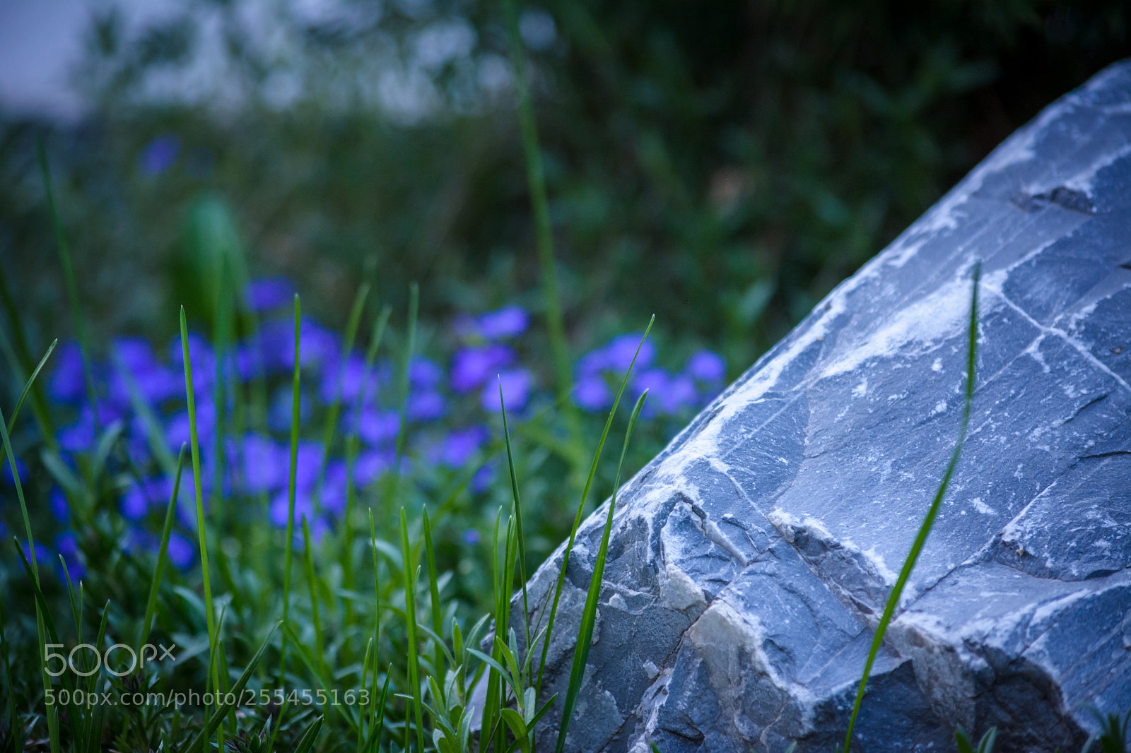 Nikon D5200 sample photo. Grandma´s garden 2 photography