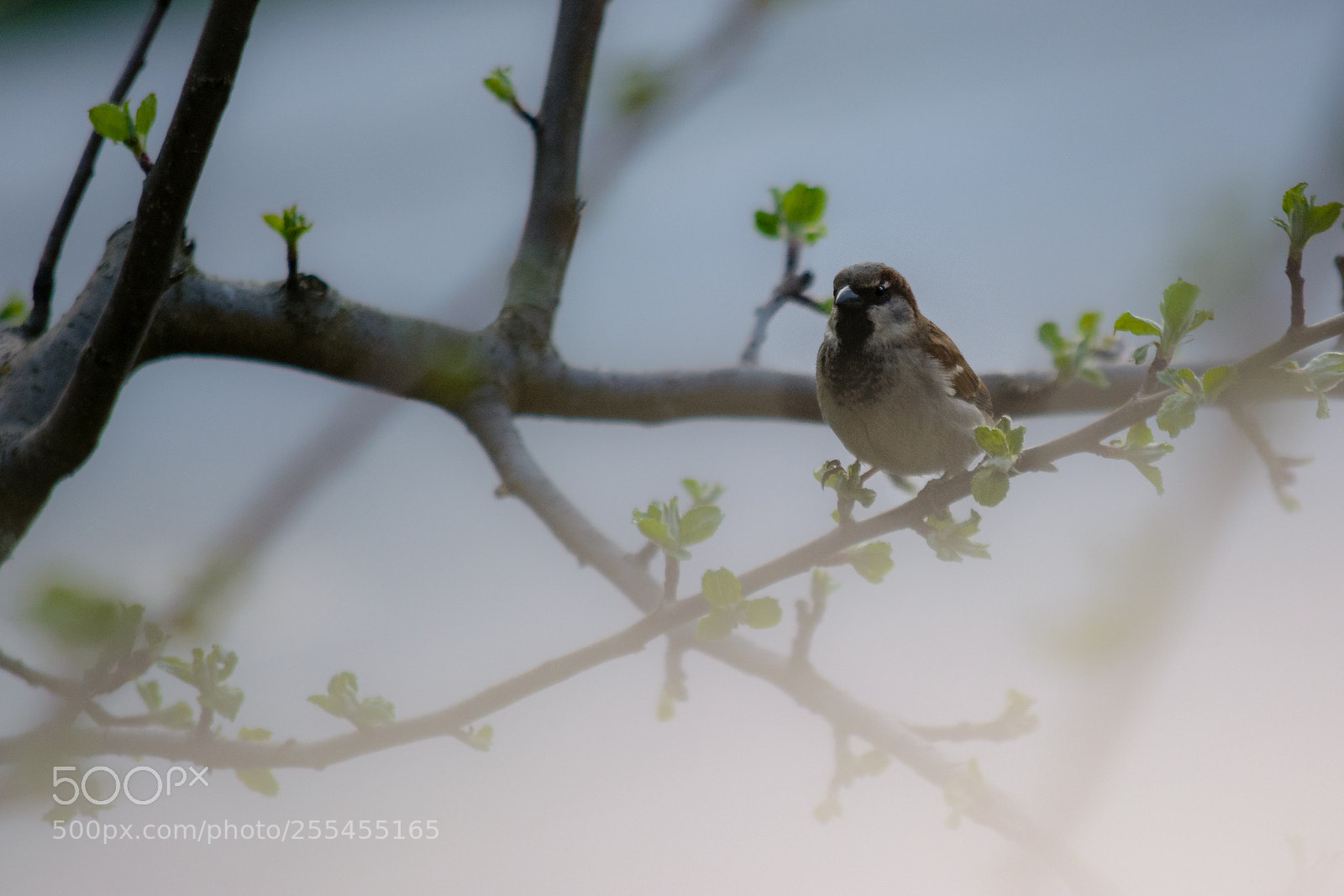 Nikon D5200 sample photo. Little bird in the photography