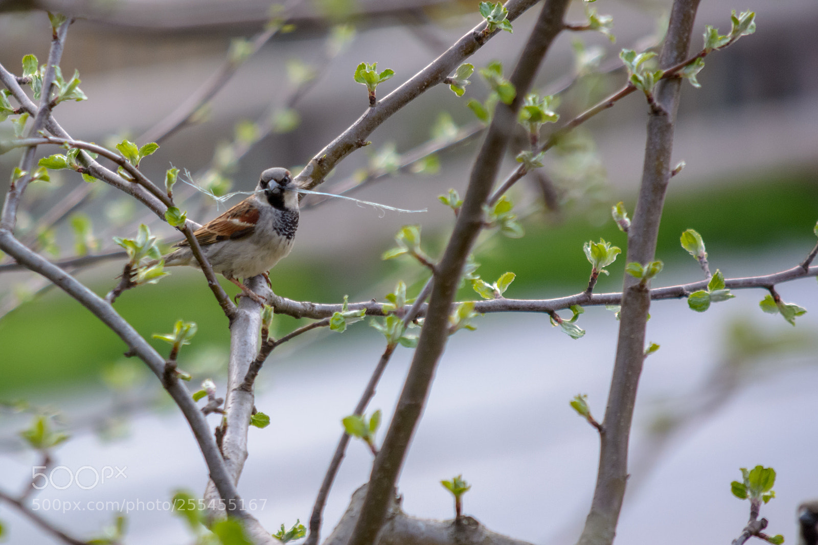 Nikon D5200 sample photo. Little bird in the photography