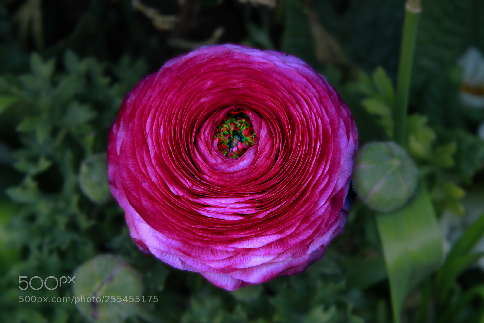 Canon EOS 60D sample photo. Ranunculus photography