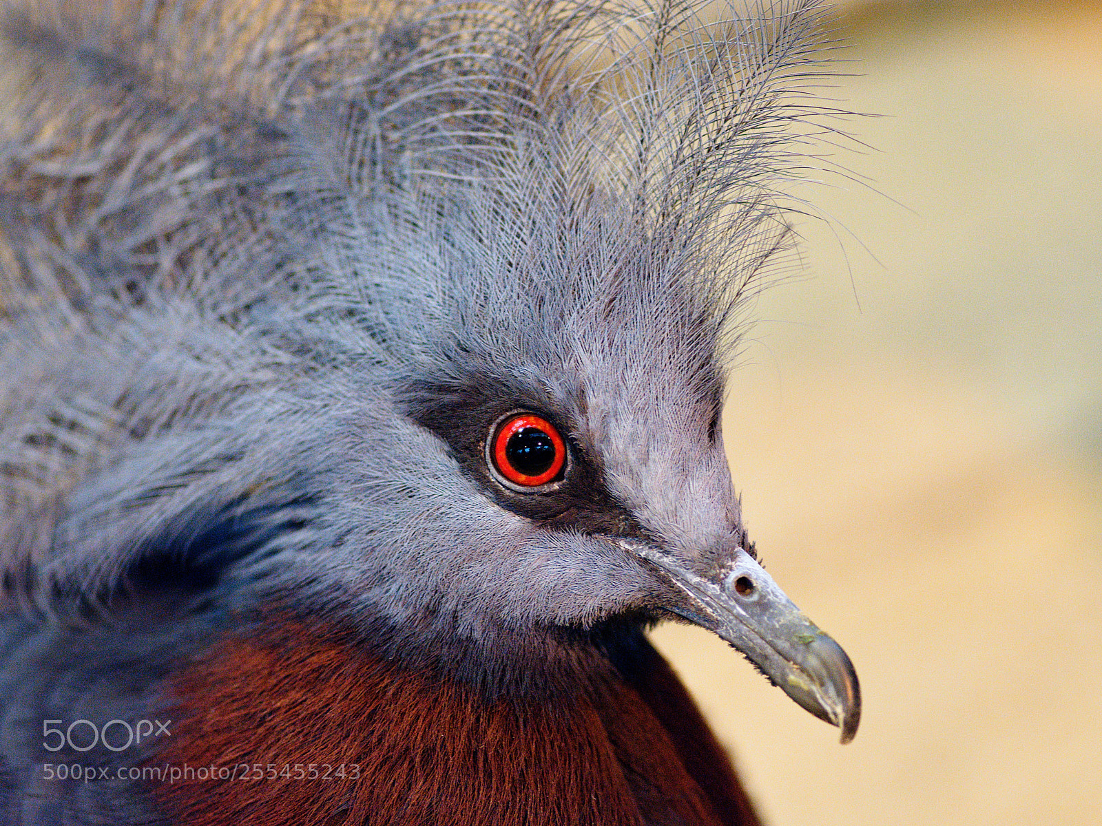 Nikon D7200 sample photo. The big red eye photography