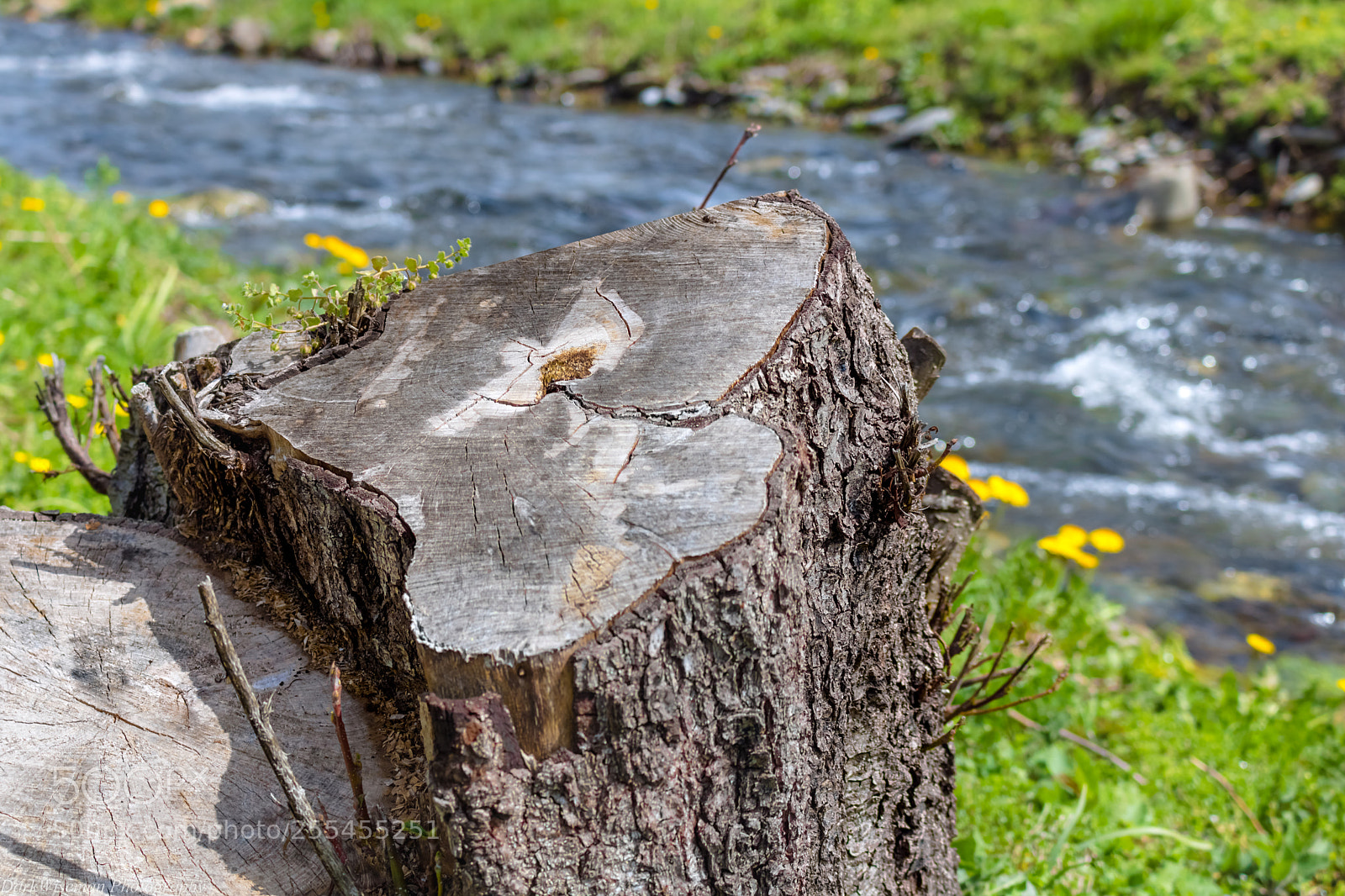 Canon EOS 750D (EOS Rebel T6i / EOS Kiss X8i) sample photo. No tree photography