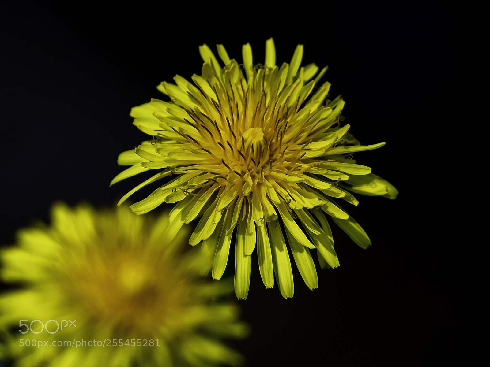 Nikon D500 sample photo. Paardenbloem photography
