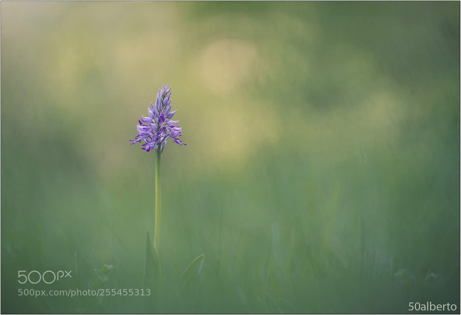 Nikon D610 sample photo. Orchis militaris photography