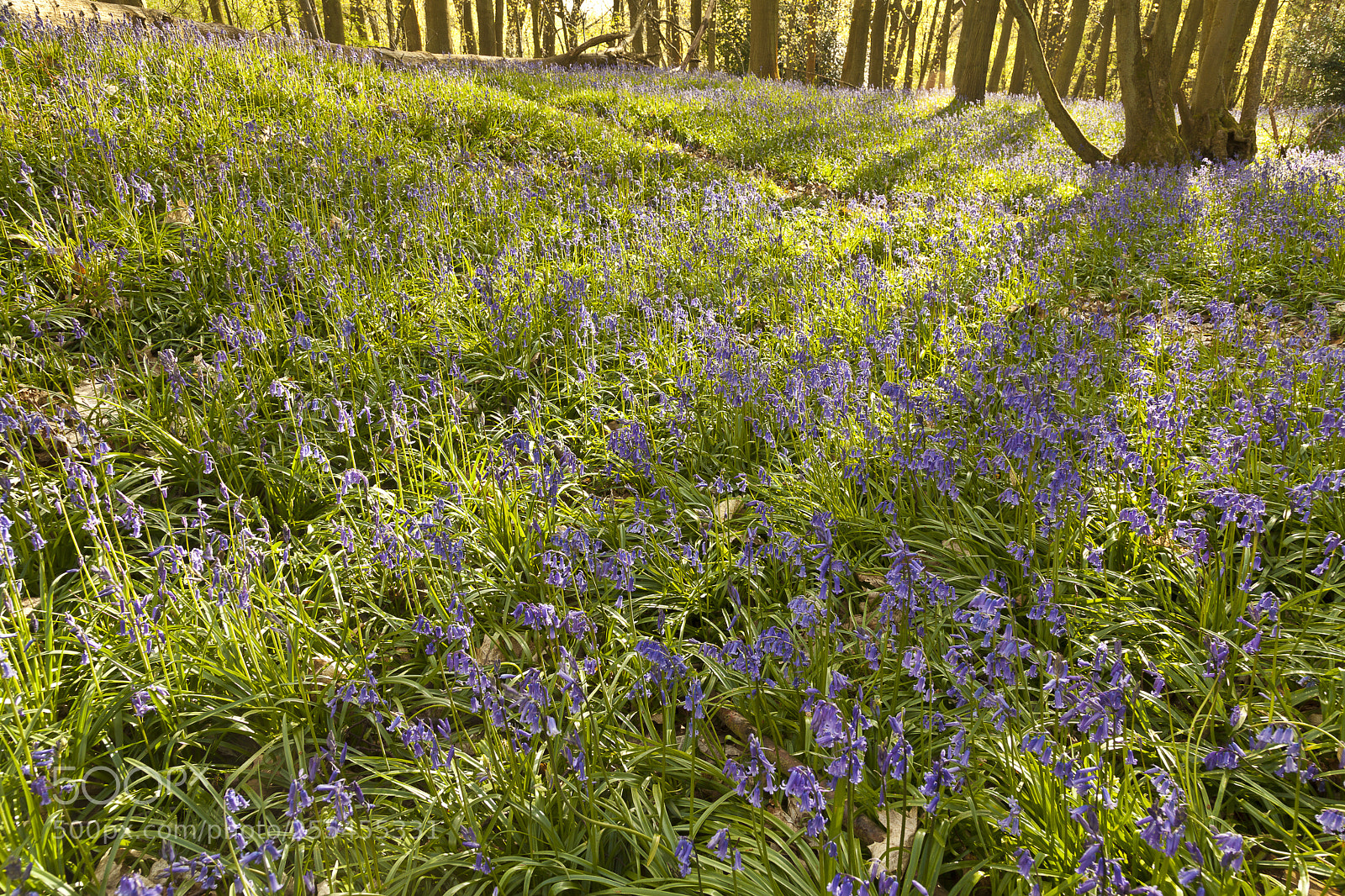 Canon EOS 5D Mark II sample photo. Oversley woods- springtime photography