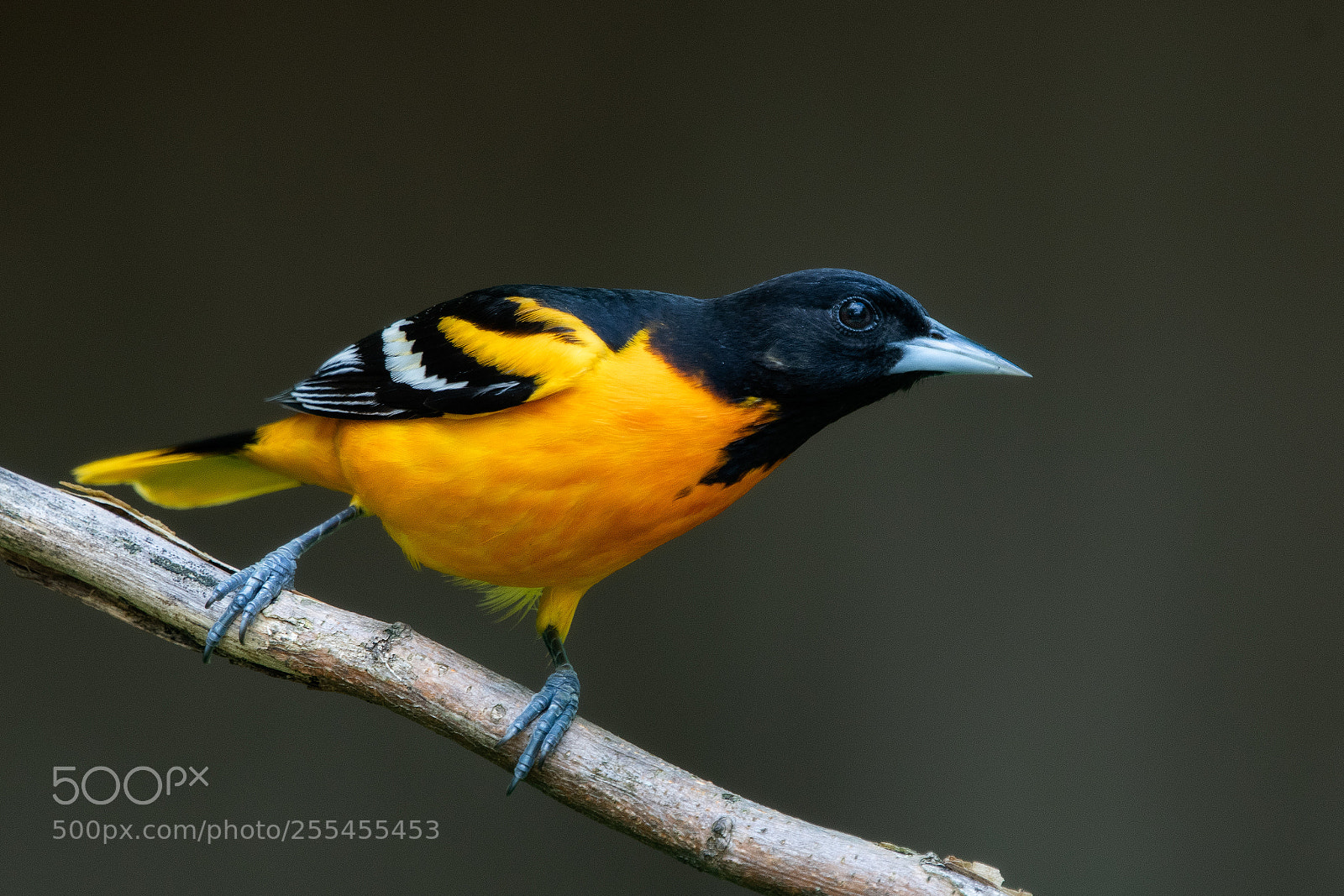 Nikon D500 sample photo. Baltimore oriole photography