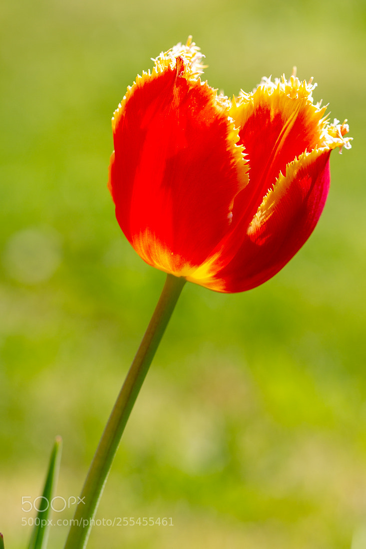 Canon EOS 7D sample photo. Tulip photography