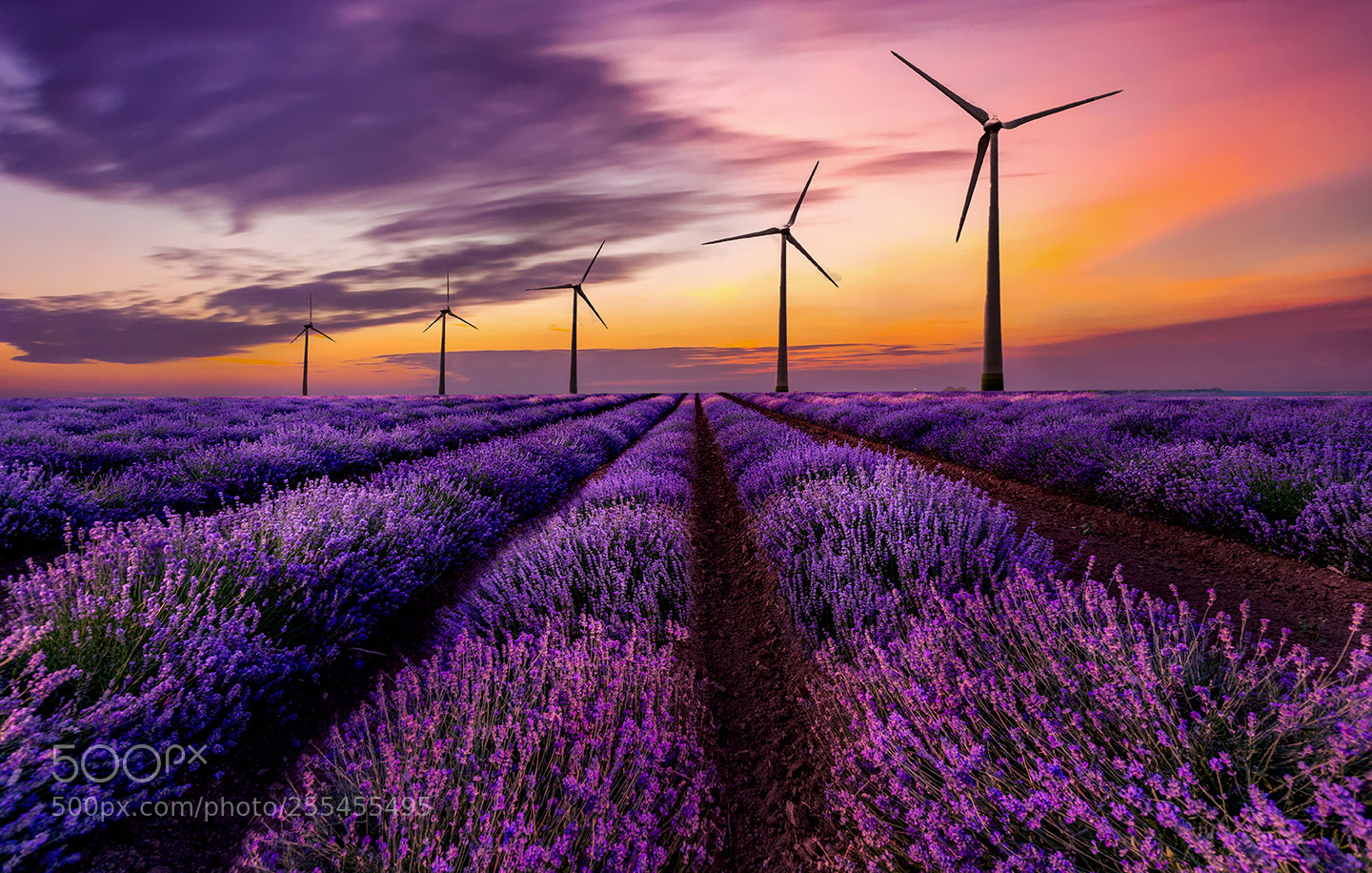 Sony a6000 sample photo. Lavander field after photography