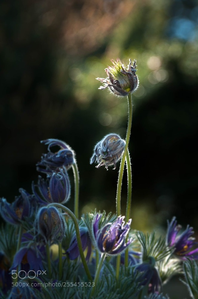 Nikon D300 sample photo. Pulsatilla photography