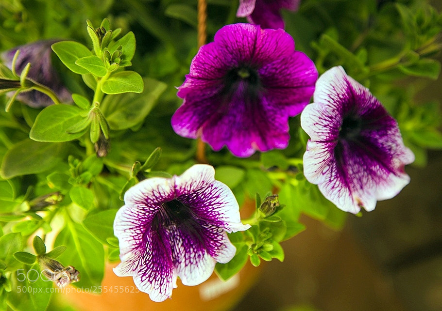 Canon EOS 6D sample photo. Ff8 photography