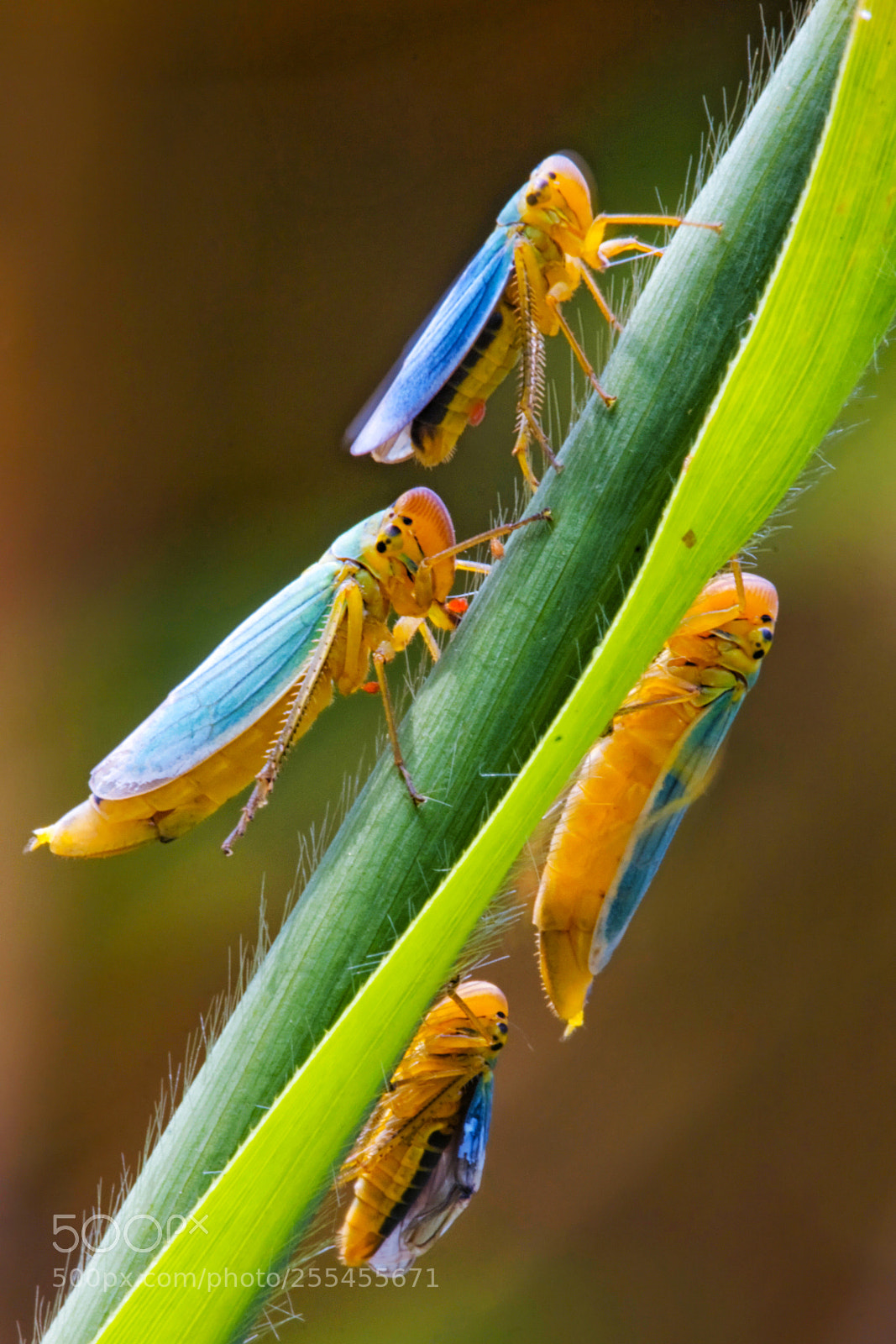 Canon EOS 40D sample photo. Leafhoppers (11077) photography