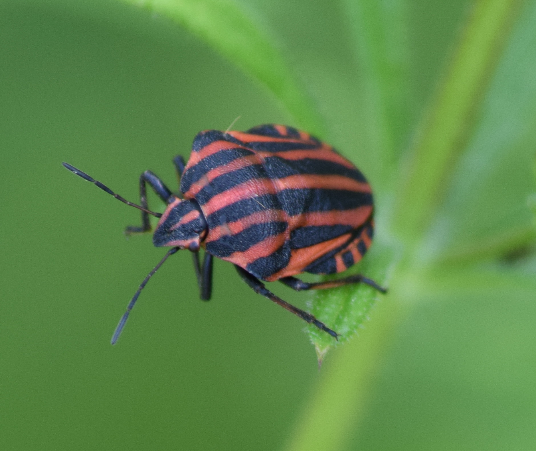 Sigma 70-300mm F4-5.6 APO DG Macro sample photo. Magnificant stripes photography