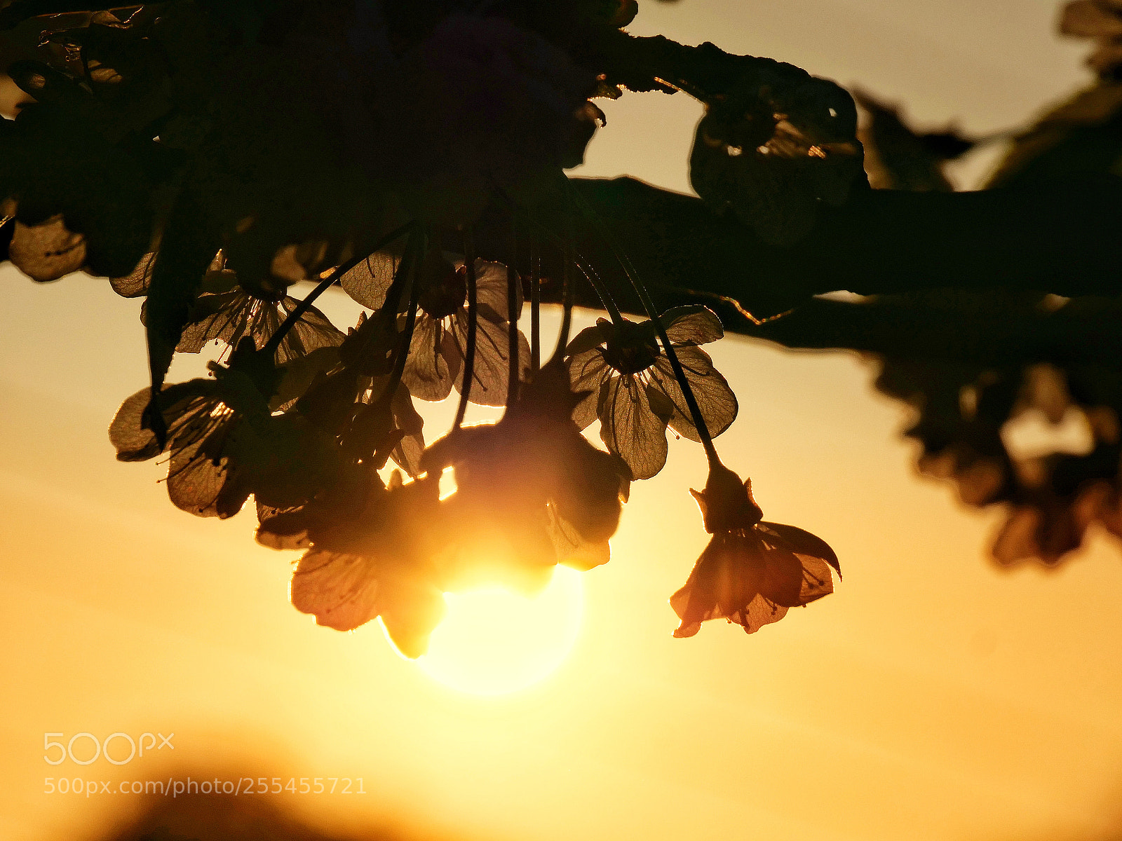 Panasonic Lumix DC-G9 sample photo. Atardeceres dorados! photography