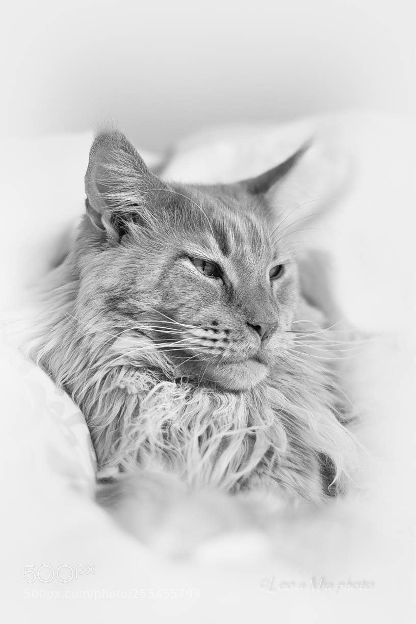 Nikon D7100 sample photo. Leo maine coon photography