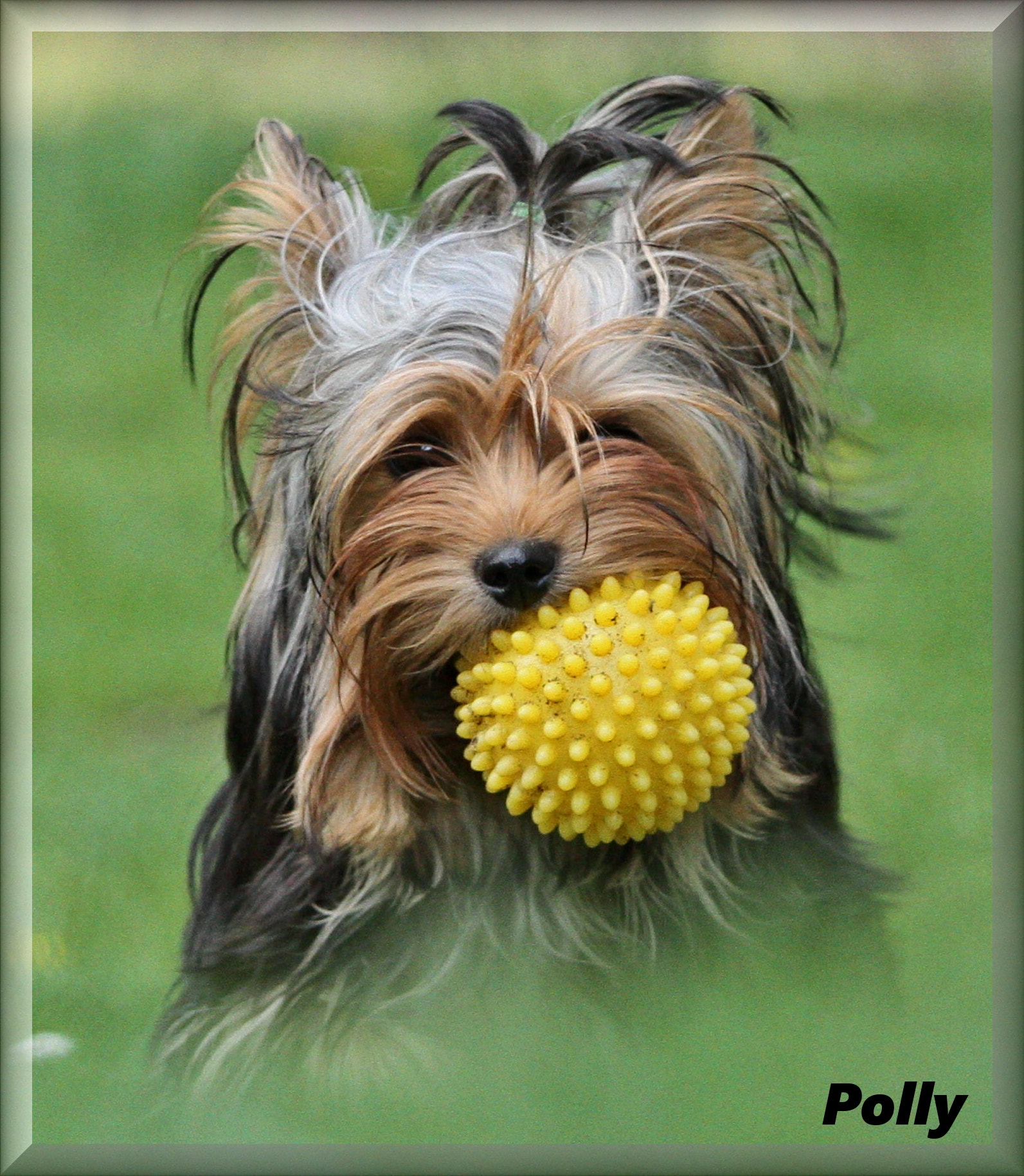 Canon EOS 7D + Canon EF 70-200mm F4L IS USM sample photo. Polly photography